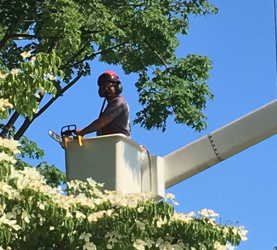 Crew member with a chainsaw in an aerial-lift bucket high in a flowering tree against a blue sky
