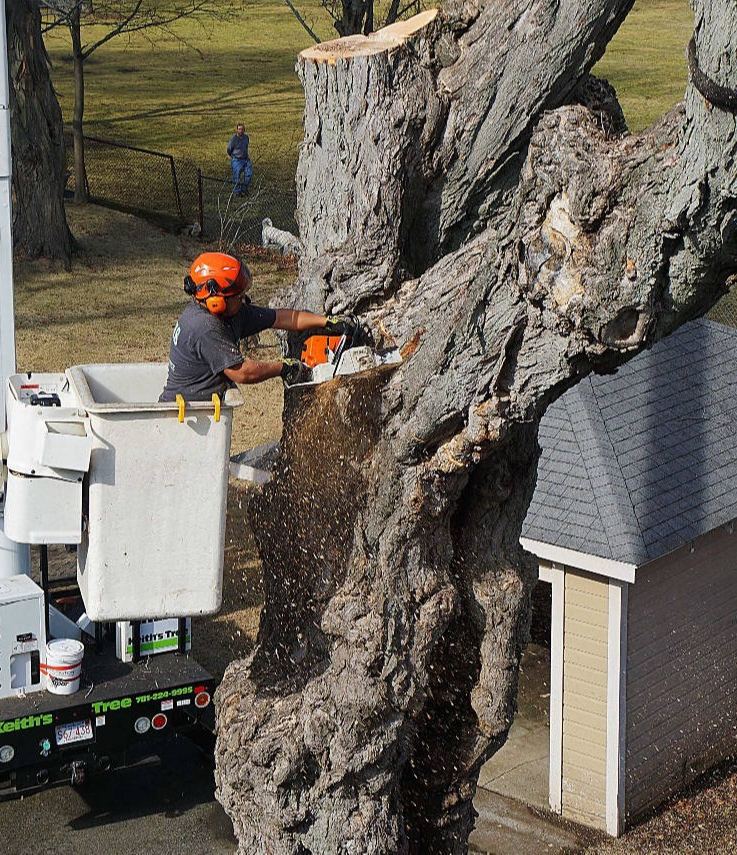 Crew member in a bucket truck cutting a large hollowed trunk while a groundsman works below