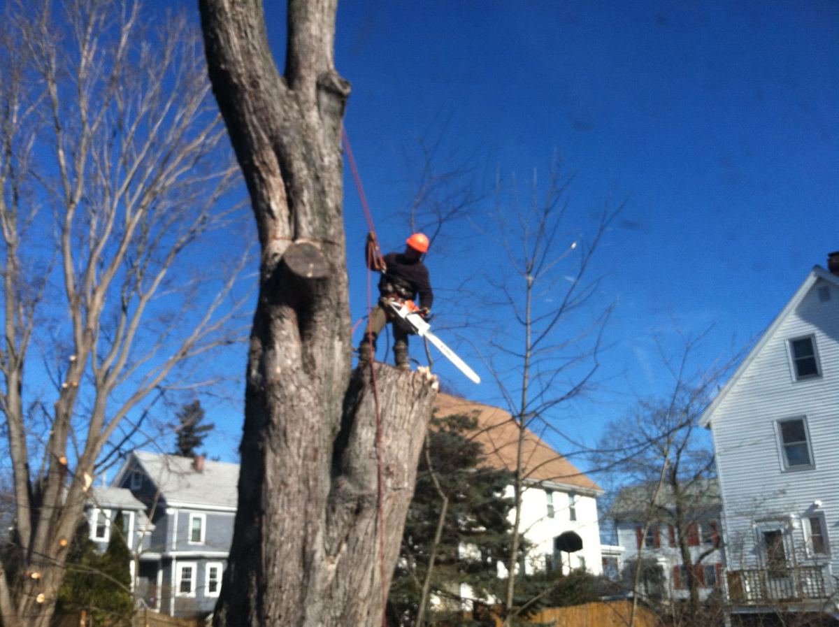 A roped-in climber taking down a tall trunk in sections
