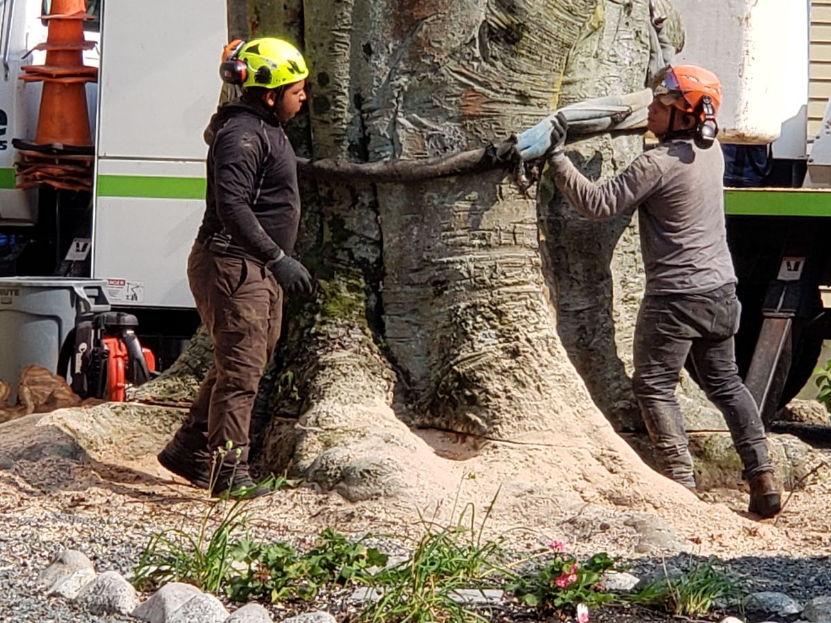Two crew members in helmets rigging a sling around the base of a massive tree trunk