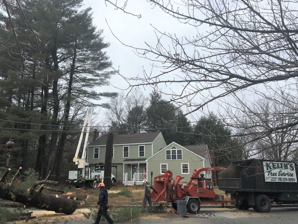 Keith's Tree Service crew removing a tall pine beside a house, with a chipper, bucket truck and branded dump truck on site