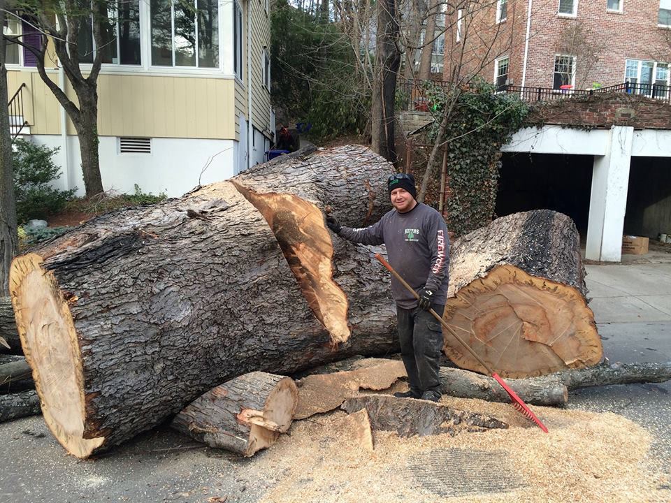 Crew member standing beside huge trunk rounds cut from a large tree in a driveway