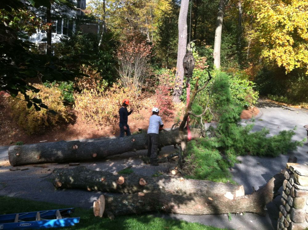 Two crew members cutting a felled tree into large sections along a curving driveway