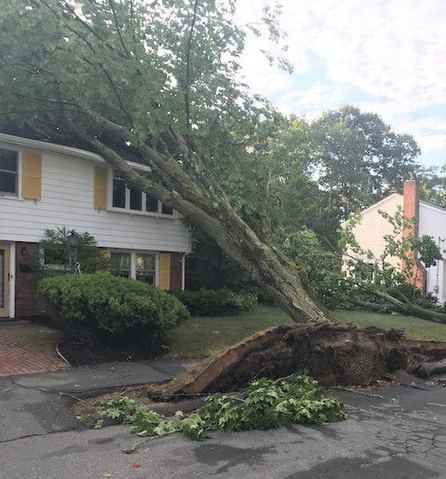 An uprooted tree lying across a front yard and driveway in front of a house